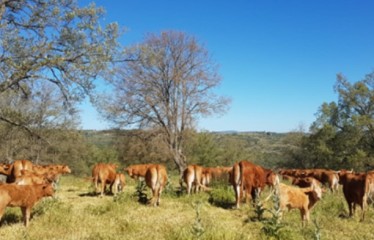 Dehesa Grande cierra 2024 con un crecimiento del 16% gracias a las ventas en nuevos mercados nacionales y de exportación