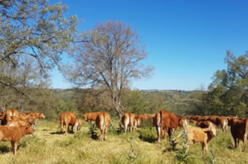 Dehesa Grande cierra 2024 con un crecimiento del 16% gracias a las ventas en nuevos mercados nacionales y de exportación