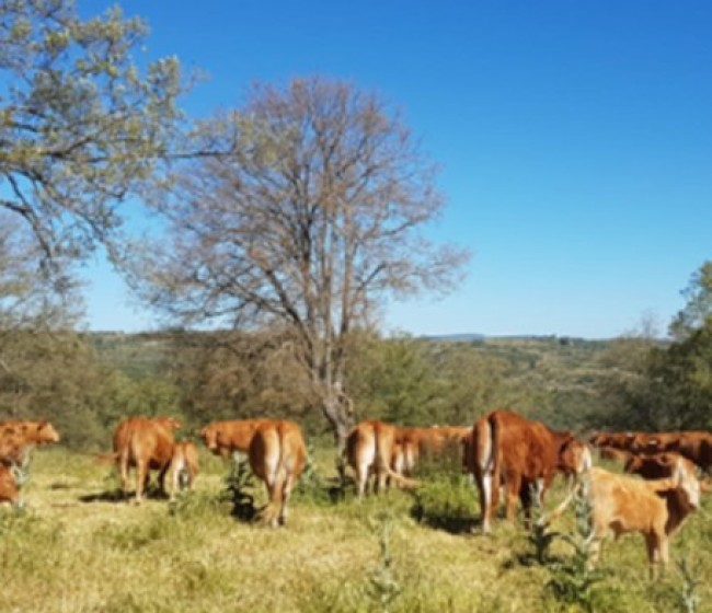 Dehesa Grande cierra 2024 con un crecimiento del 16% gracias a las ventas en nuevos mercados nacionales y de exportación