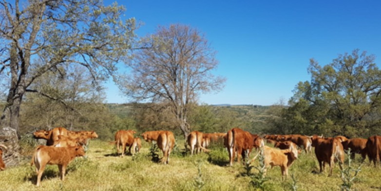 Dehesa Grande cierra 2024 con un crecimiento del 16% gracias a las ventas en nuevos mercados nacionales y de exportación