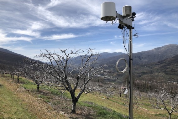 Gestión eficiente del agua en el cerezo del Valle del Jerte