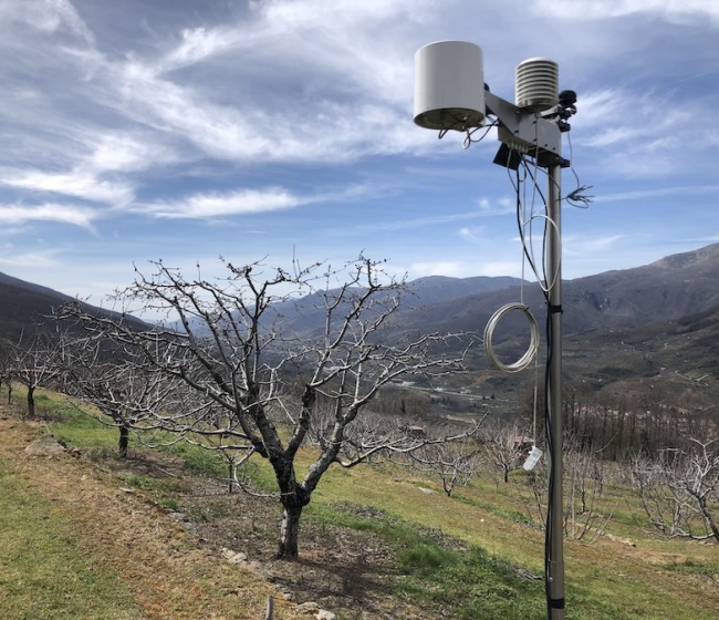 Gestión eficiente del agua en el cerezo del Valle del Jerte