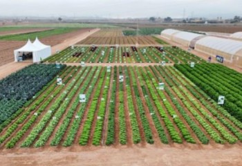 Ramiro Arnedo presenta en la Lettuce Week nuevas y resistentes variedades de lechuga