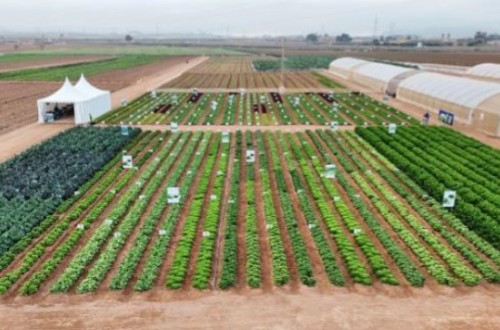 Ramiro Arnedo presenta en la Lettuce Week nuevas y resistentes variedades de lechuga