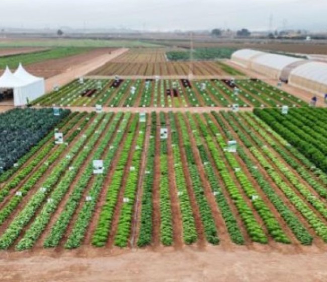 Ramiro Arnedo impulsa la innovación de cultivos con nuevas lechugas y apios en Lettuce Week 2025