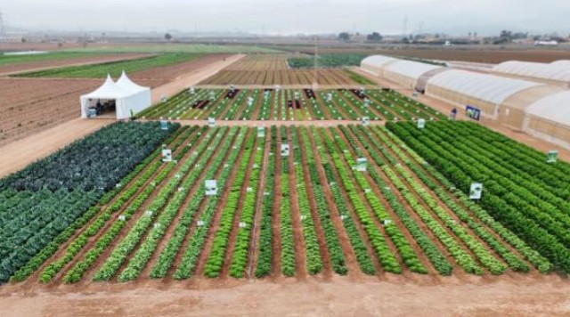 Ramiro Arnedo presenta en la Lettuce Week nuevas y resistentes variedades de lechuga