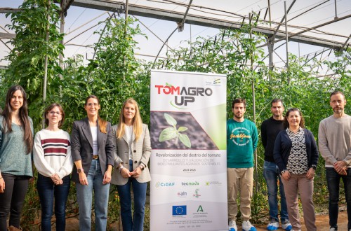 Tomates que abonan tomates: un proyecto pionero cierra el círculo y usa desechos del fruto para su propio cultivo