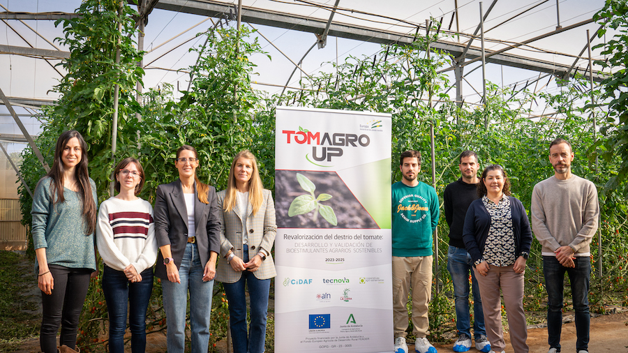 Tomates que abonan tomates: un proyecto pionero cierra el círculo y usa desechos del fruto para su propio cultivo