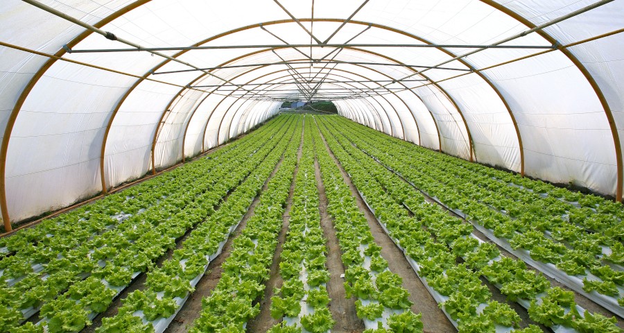 Empresas_agricolas_invernadero_hortalizas