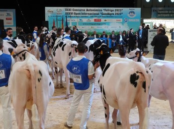 Alta genética y 159 ejemplares de España y Portugal en las competiciones de vacuno frisón de Abanca Cimag-GandAgro 2025