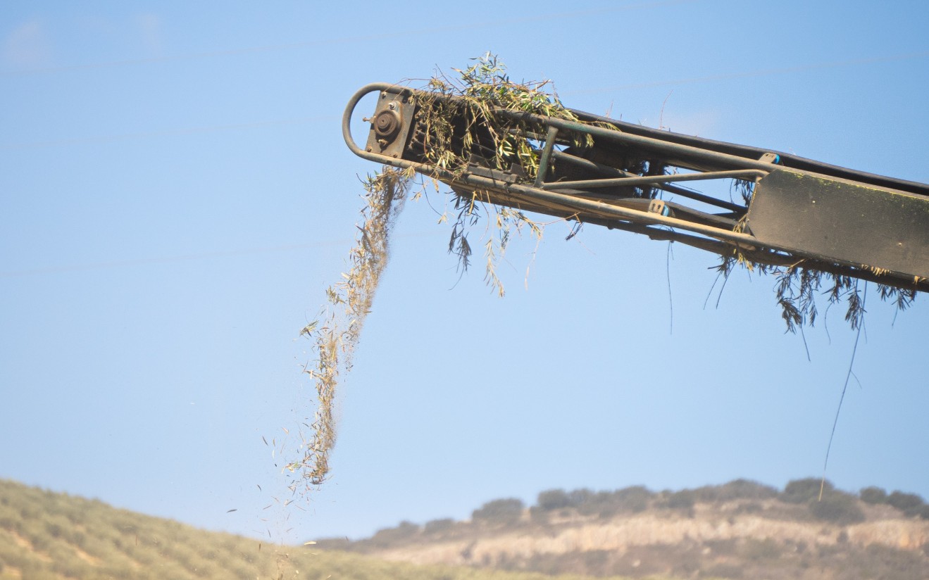 El grupo operativo Biorevaleaf transforma la hojas de olivo en ingredientes saludables