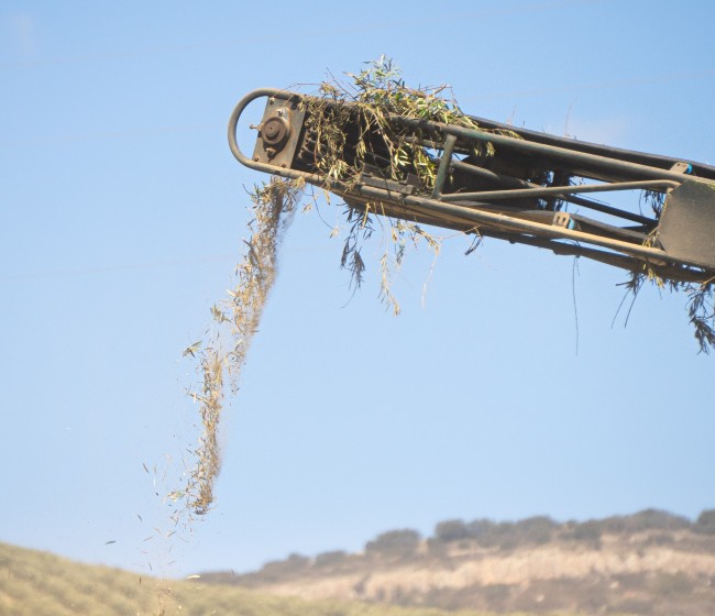 El grupo operativo Biorevaleaf transforma la hojas de olivo en ingredientes saludables