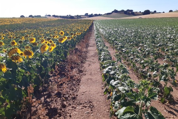 Siembra temprana del girasol: innovaciones genéticas enfocadas al aumento de la rentabilidad