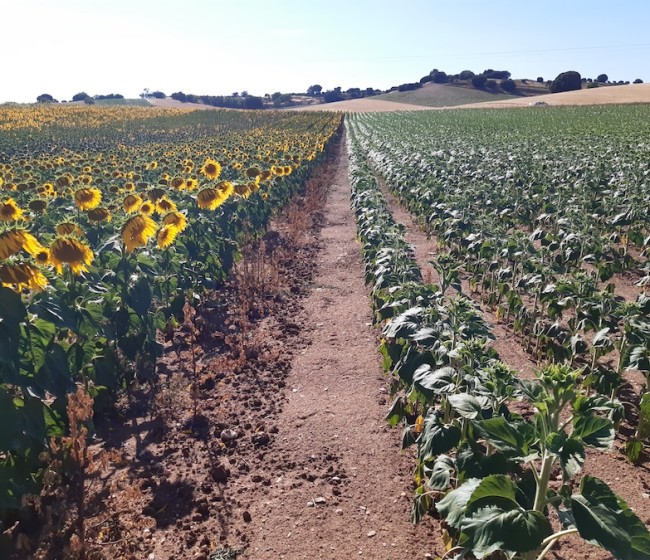 Siembra temprana del girasol: innovaciones genéticas enfocadas al aumento de la rentabilidad