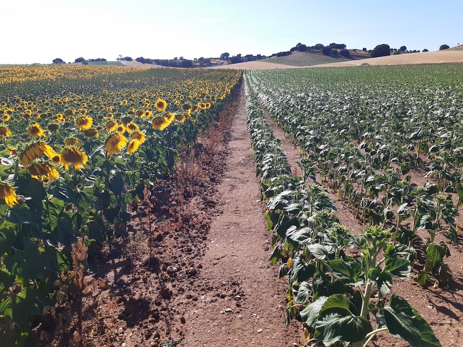 Siembra temprana del girasol: innovaciones genéticas enfocadas al aumento de la rentabilidad