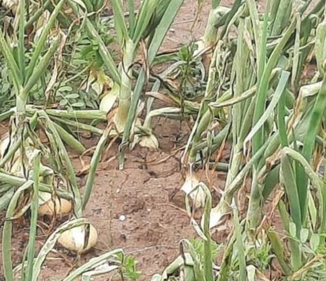 Las lluvias y la falta de soluciones fitosanitarias arrasan más del 80% de las cebollas valencianas según Asaja 