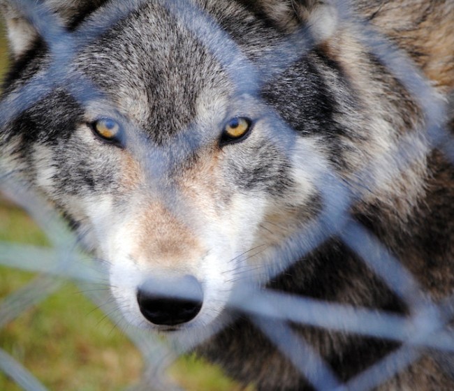 El Congreso aprueba desproteger al lobo a través de una enmienda al proyecto de ley de desperdicio alimentario