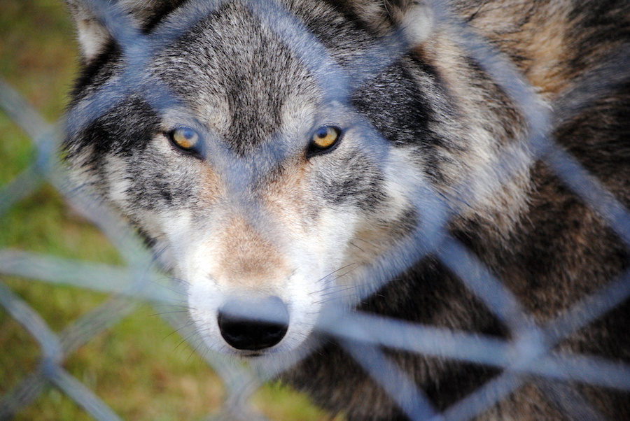 El Congreso aprueba desproteger al lobo a través de una enmienda al proyecto de ley de desperdicio alimentario