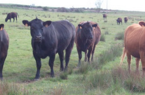 Aberdeen Angus en la Montaña Palentina