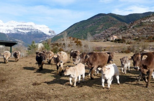 Gestión técnico-económica en explotaciones de vacas nodrizas