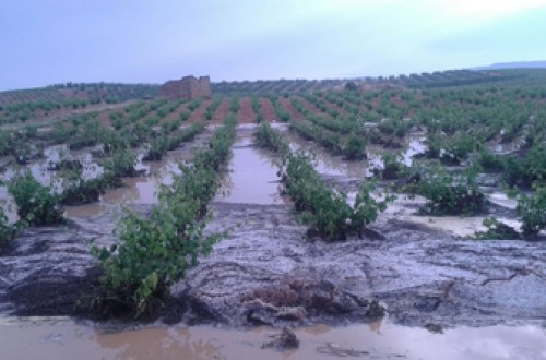 Las asociaciones agrarias temen estragos en miles de hectáreas y un impacto económico millonario