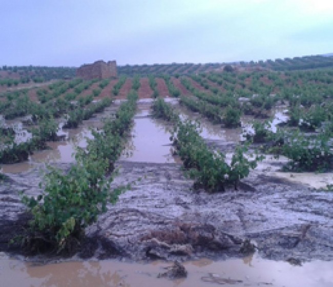 Las asociaciones agrarias temen estragos en miles de hectáreas y un impacto económico millonario