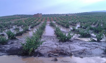 Tormenta con pedrisco e inundaciones afectan a unas 1.200 hectáreas en Utiel-Requena